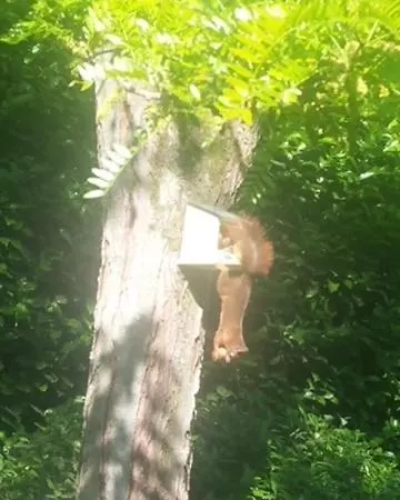 Bed and breakfast Eikendreef 3*